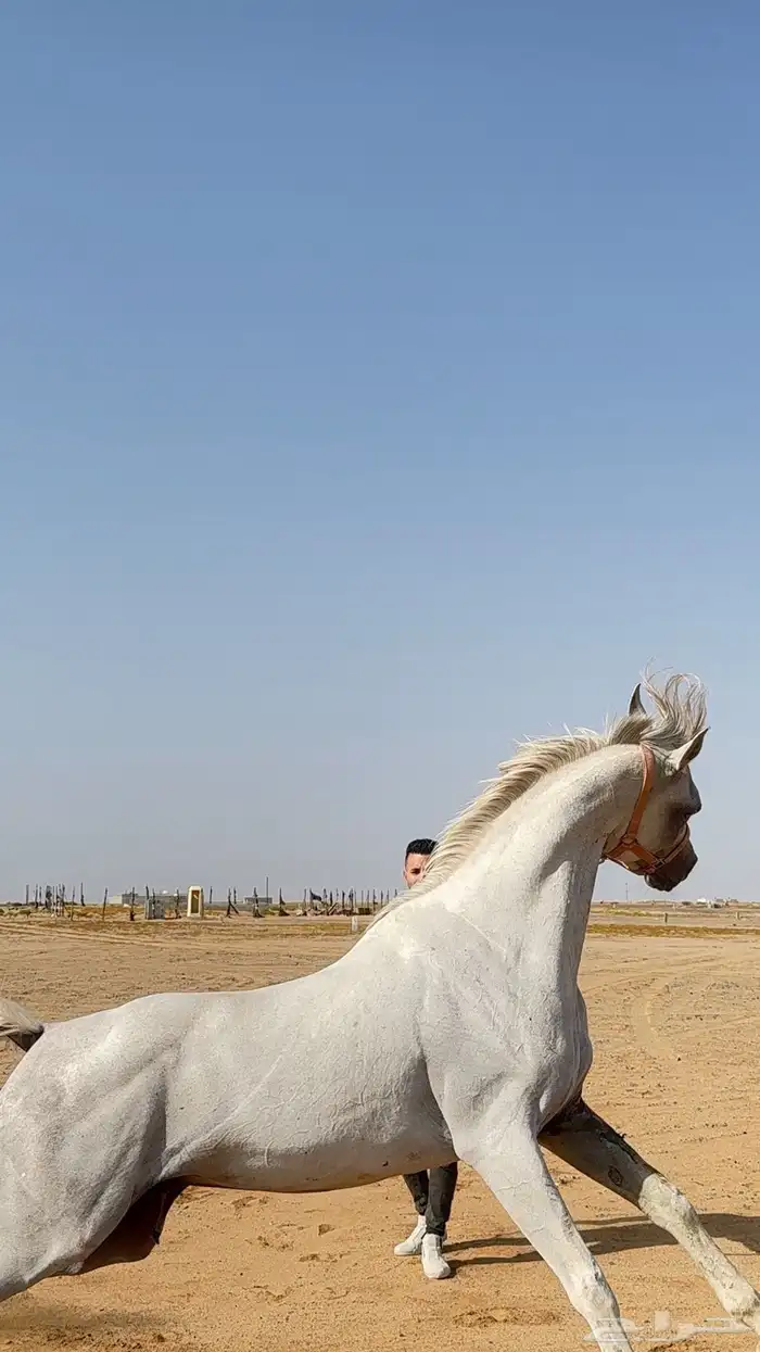اسطبل ومربط داش (لإيواء الخيل والرحلات البريه والبحريه) 1