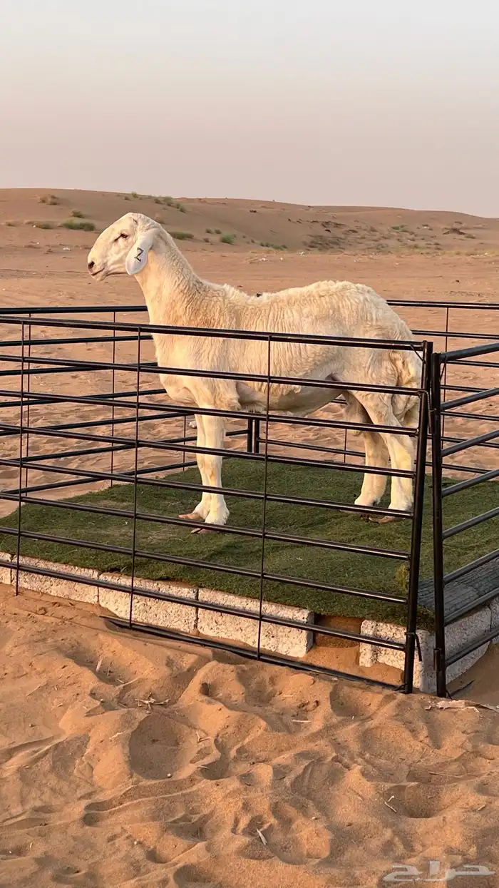 مشروع فحل صنف تم البيع 0
