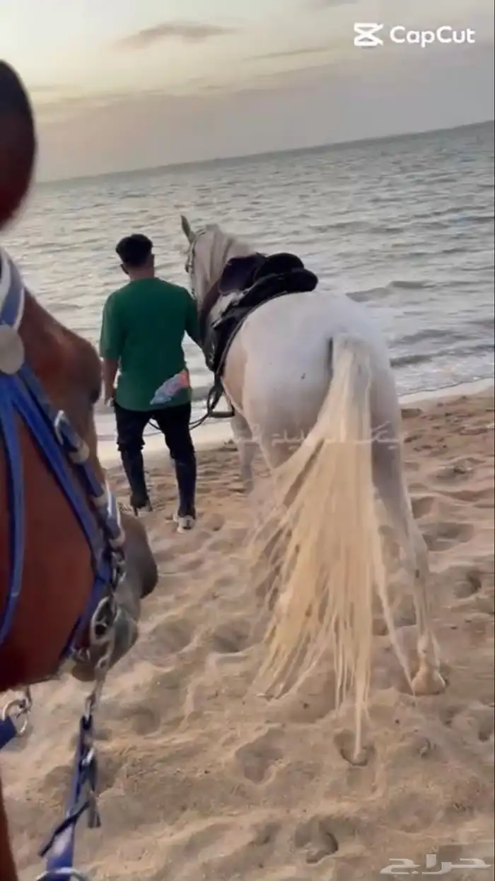 اسطبل ومربط داش (لإيواء الخيل والرحلات البريه والبحريه) 3