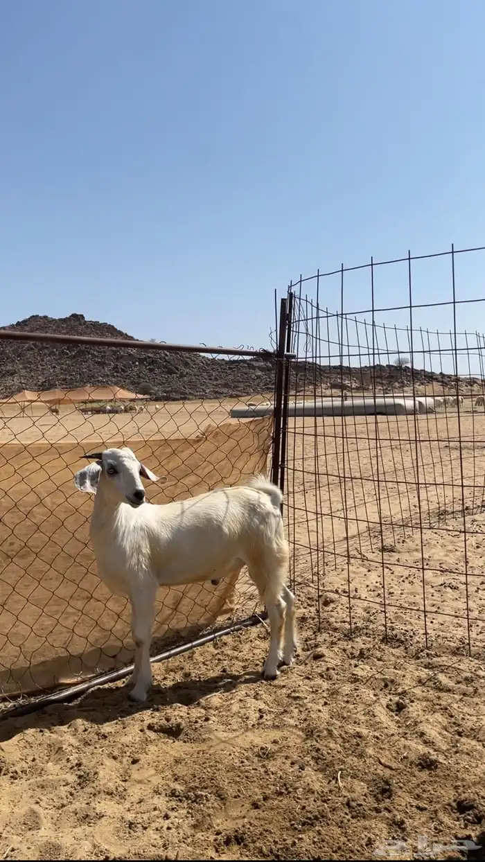 جفران بلدي 0