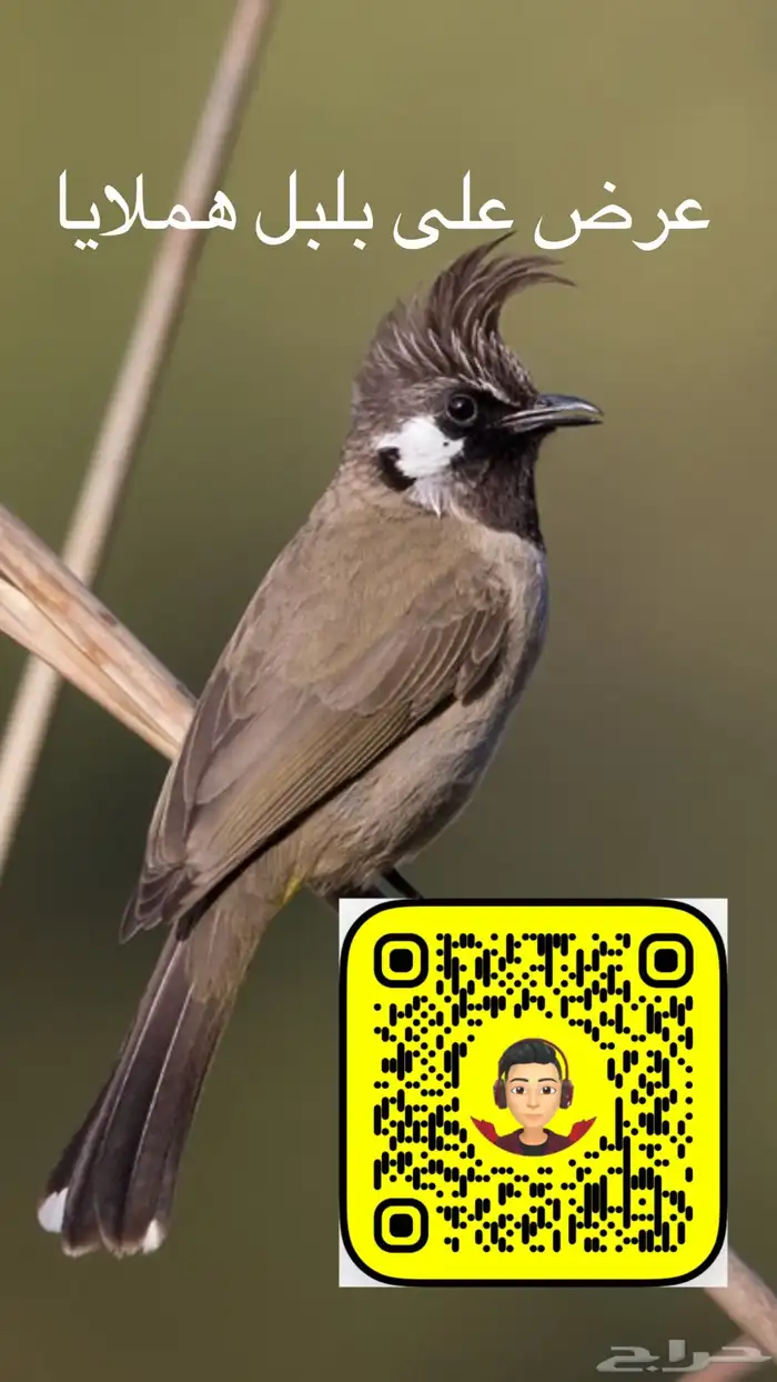 متوفر بلابل حساوي 4