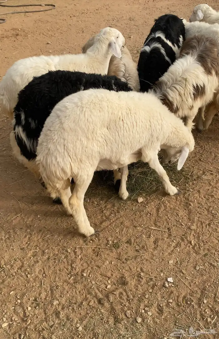 ذبايح حريات ونجدي الخرج 3