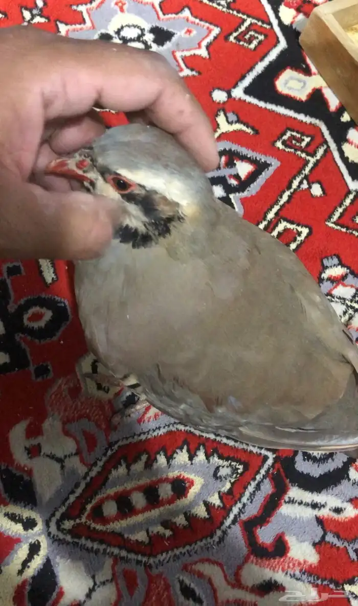 قهادي او حجل شنير 2