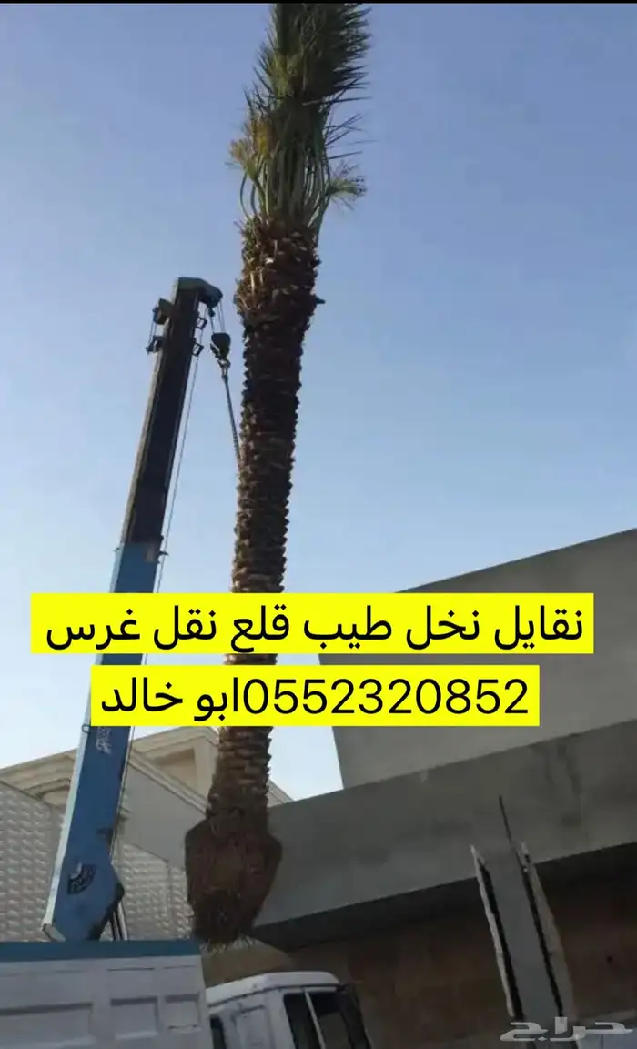 نقايل نخل طيب ومشروط 2