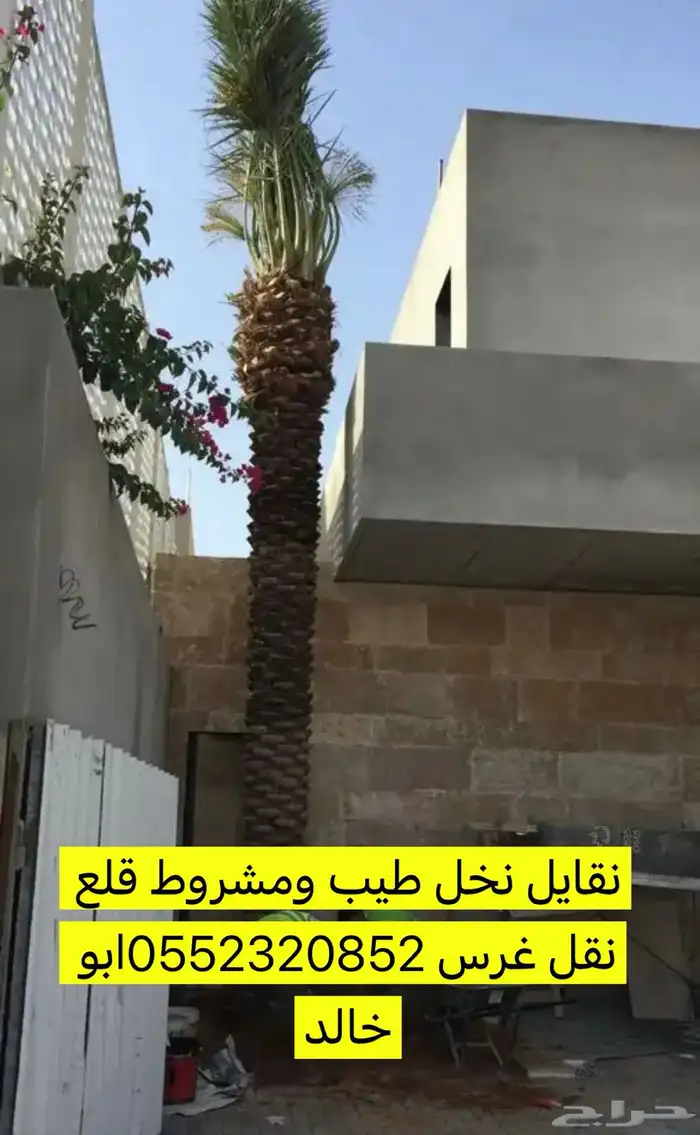 نقايل نخل طيب ومشروط 1