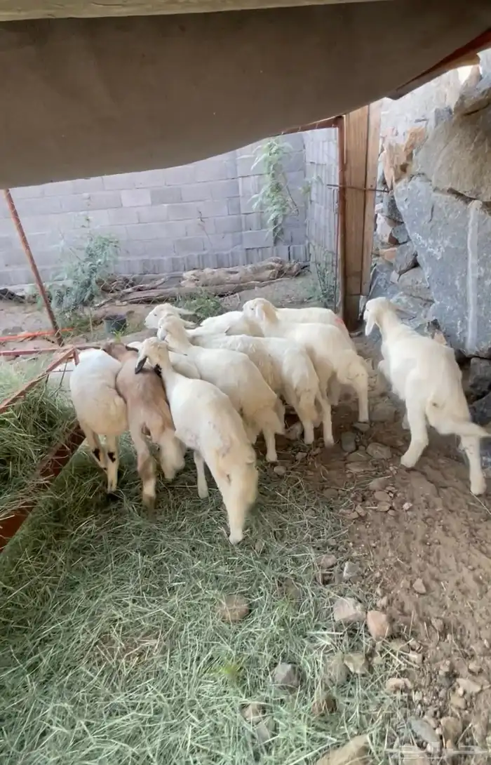 بهم 3