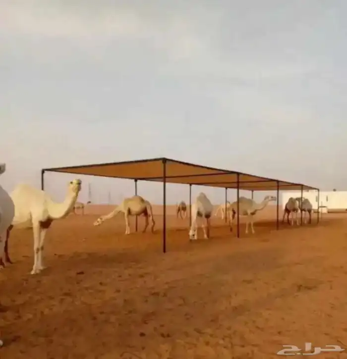 لبيع مضلات الأبل تور الجزيره ضمان سنه من هريان الشمس 12