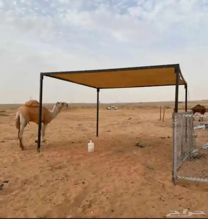 لبيع مضلات الأبل تور الجزيره ضمان سنه من هريان الشمس 11