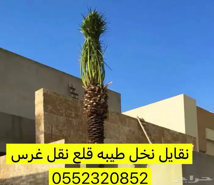 نقايل نخل طيب ومشروط 0