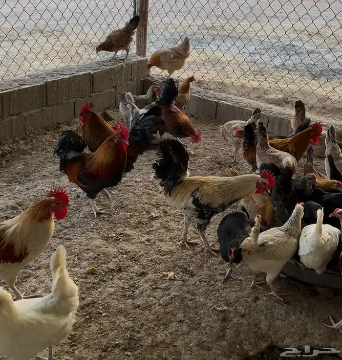 بيض دجاج بلدي مشكل مخصب (( القريات )) 3