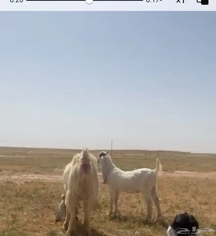 للبيع تيس مشروع فحل خصم ومعرف تعريف قوي 4
