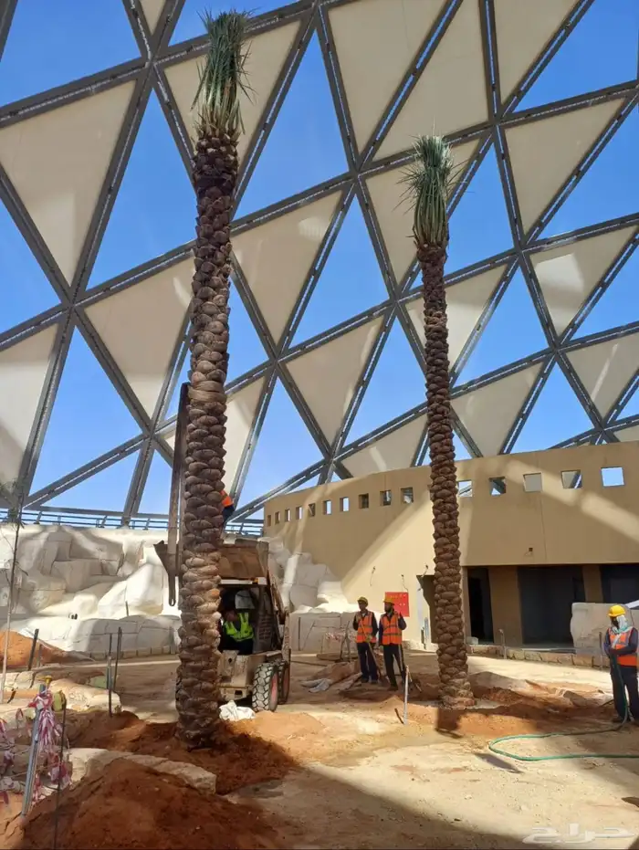 نخل عربي نخل مثمر نخل للبيع 3