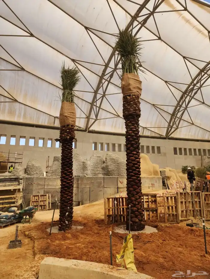 نخل عربي نخل مثمر نخل للبيع 6