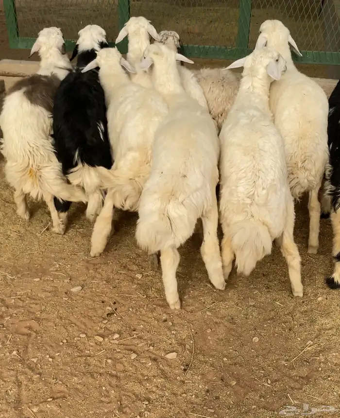 ذبايح حريات ونجدي الخرج 2