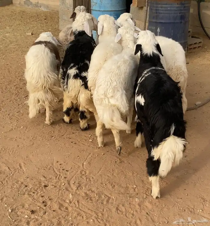 ذبايح حريات ونجدي الخرج 4