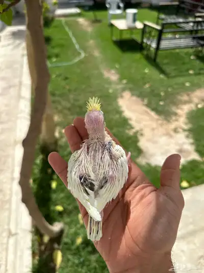 فرخ كروان تصنيف جميل 1