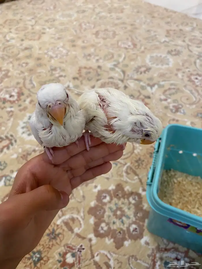 فروخ روز البينو اليفه للبيع(تم البيعع) 1