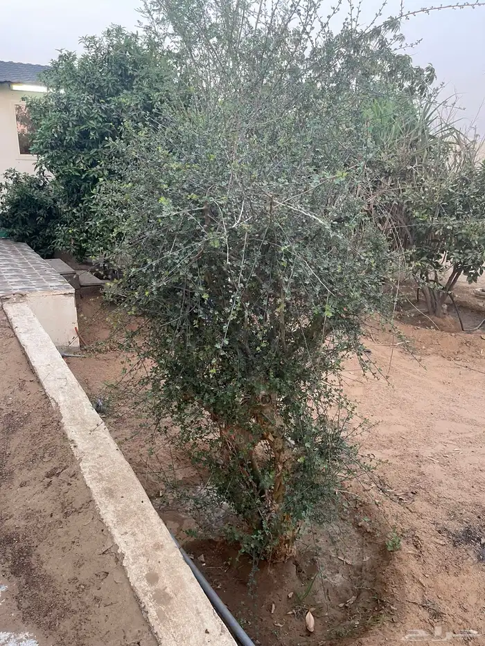 شتلت بشام للبيع بناوان 5