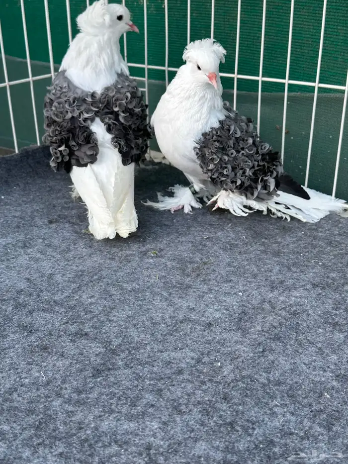 حمام مفتل فرل باك 4