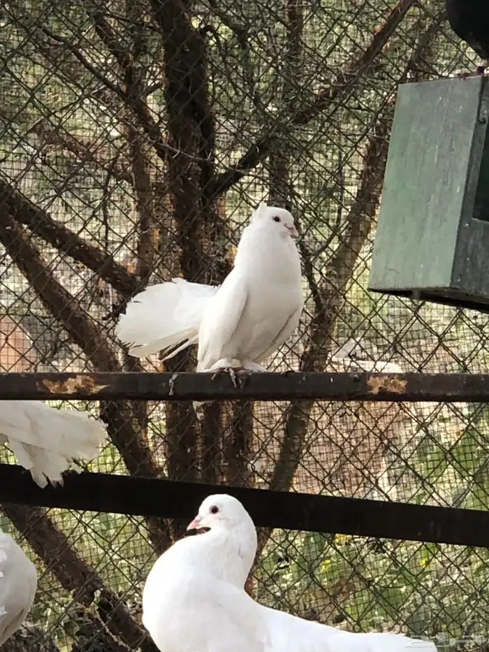 اجواز حمام رقاص 5