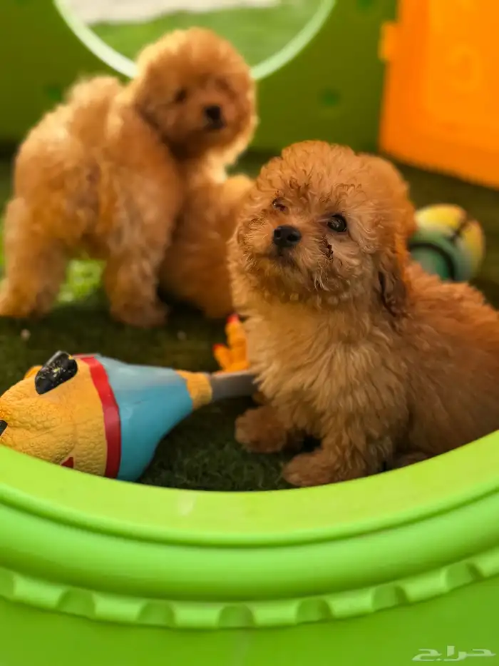 ميني توي بودل poodle 2