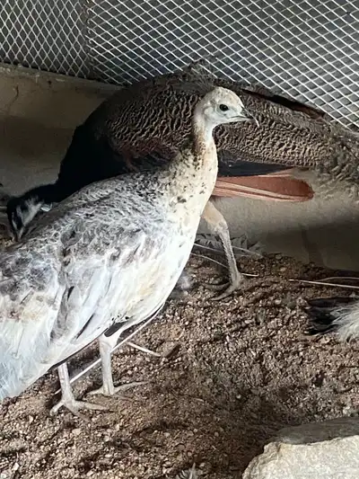 طاووس بلاك شولدر 0