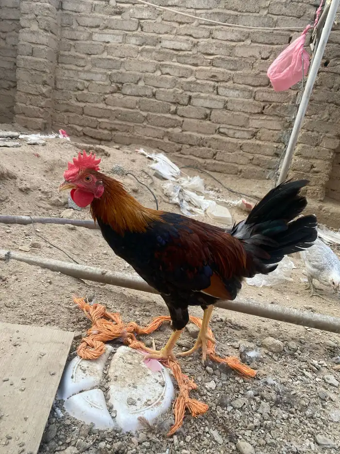 دجاج بلدي ترثه 14