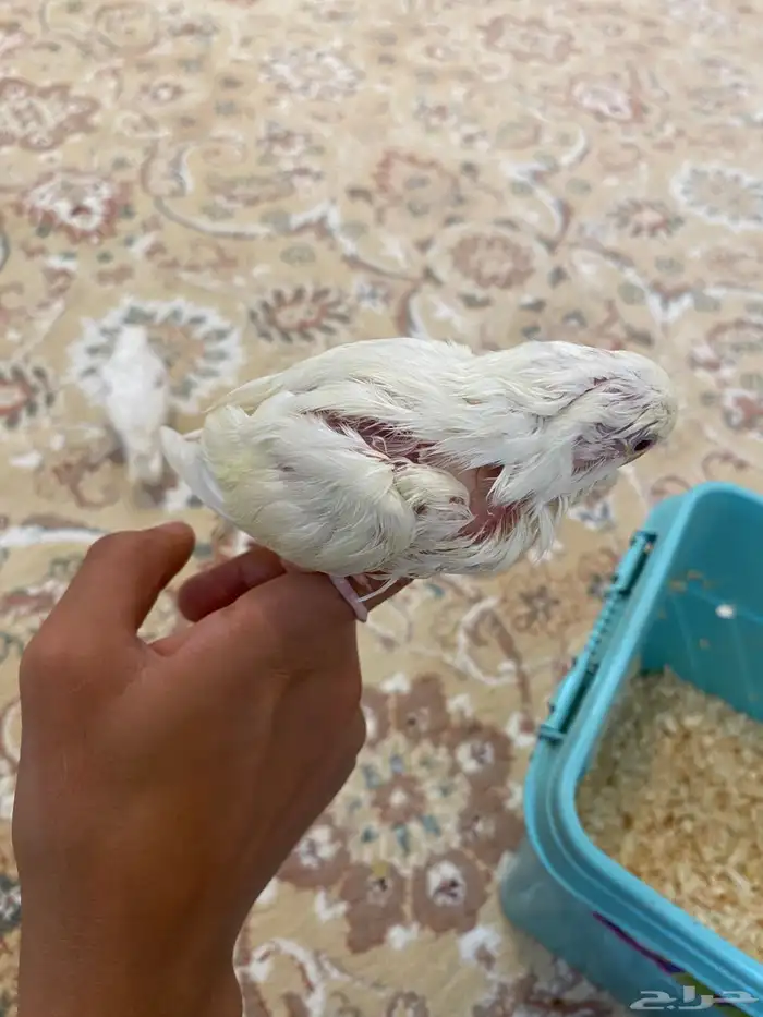 فروخ روز البينو اليفه للبيع(تم البيعع) 3
