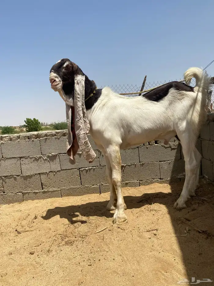 تيس حجازي هولندي رباع مشروط 2