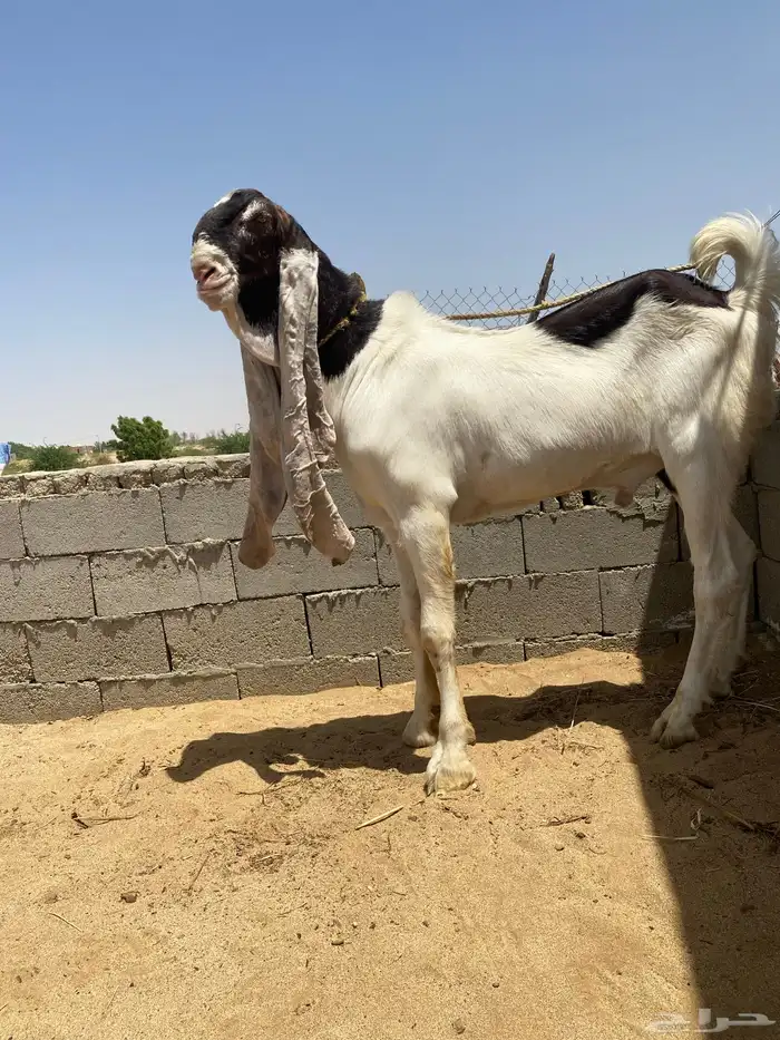 تيس حجازي هولندي رباع مشروط 1