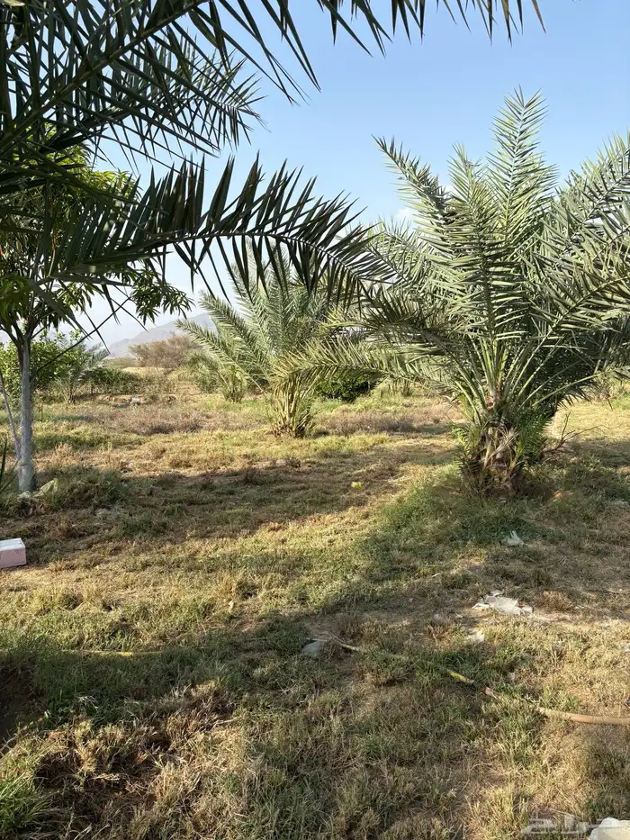 فسائل نخل ممتاز نخب أول للبيع 3