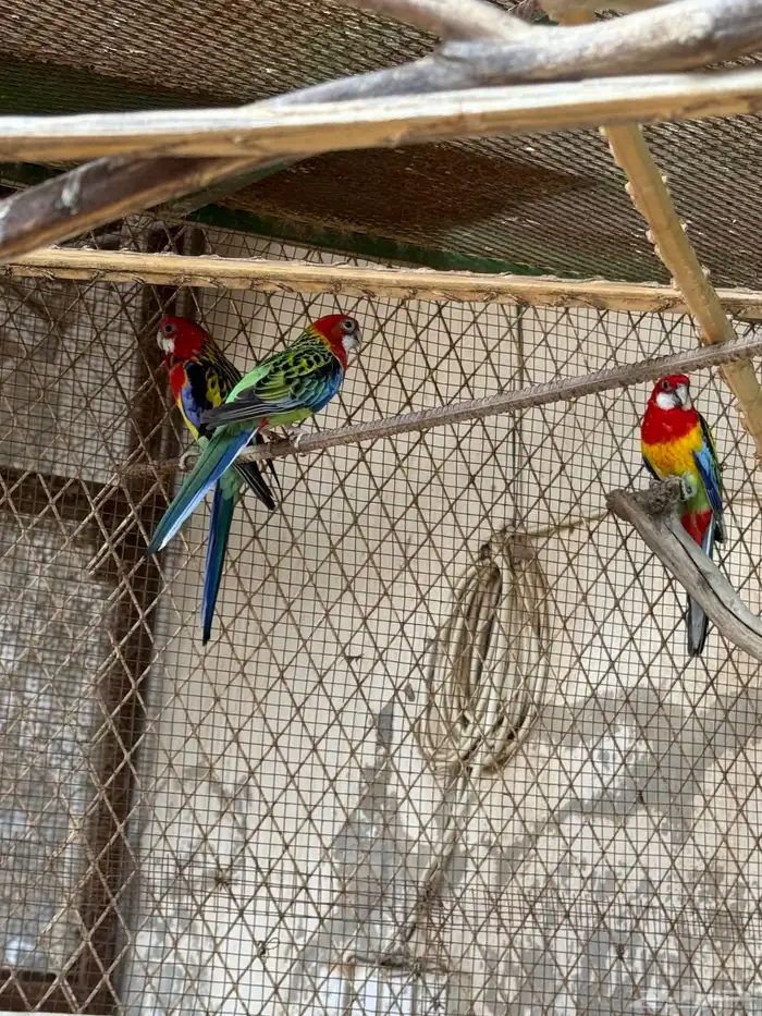 ببغاء الروزلا 0