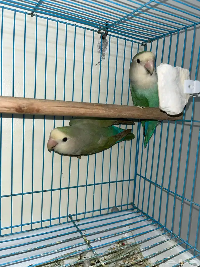 جوز روز منتج(انباع) 0