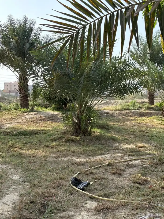 فسائل نخل ممتاز نخب أول للبيع 2