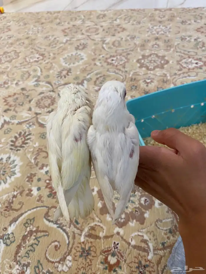 فروخ روز البينو اليفه للبيع(تم البيعع) 0