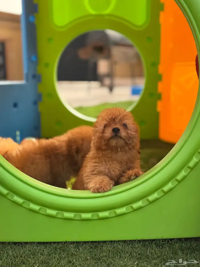 ميني توي بودل poodle 0