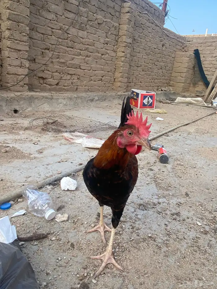 دجاج بلدي ترثه 8
