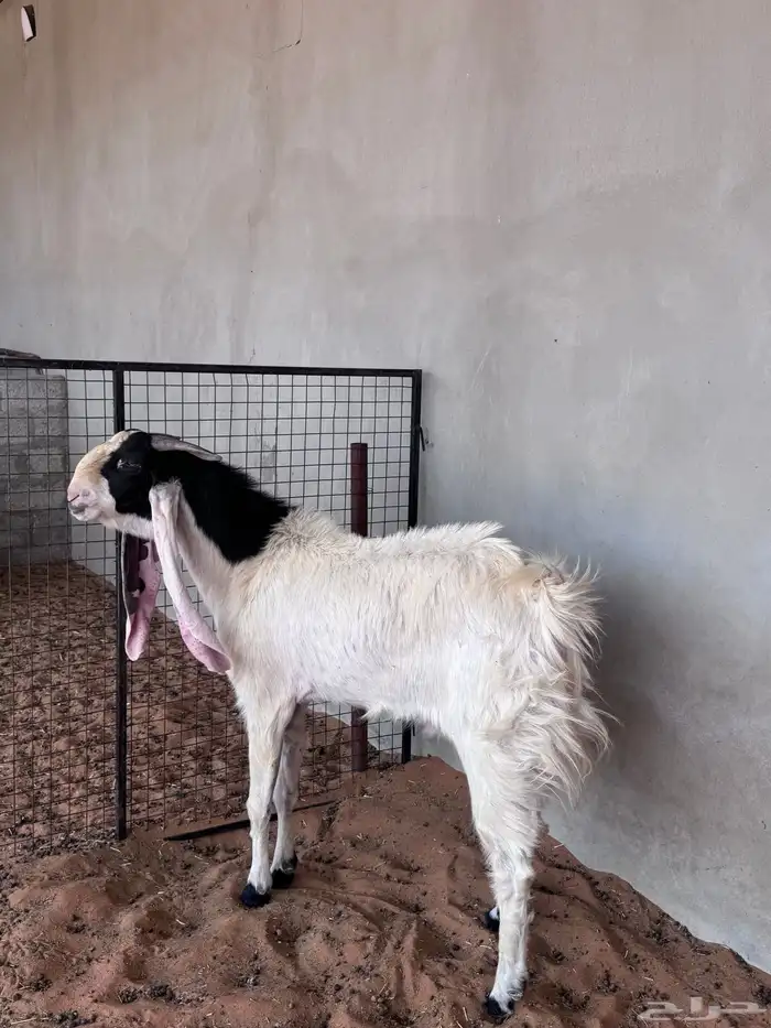فحل هولندي 2