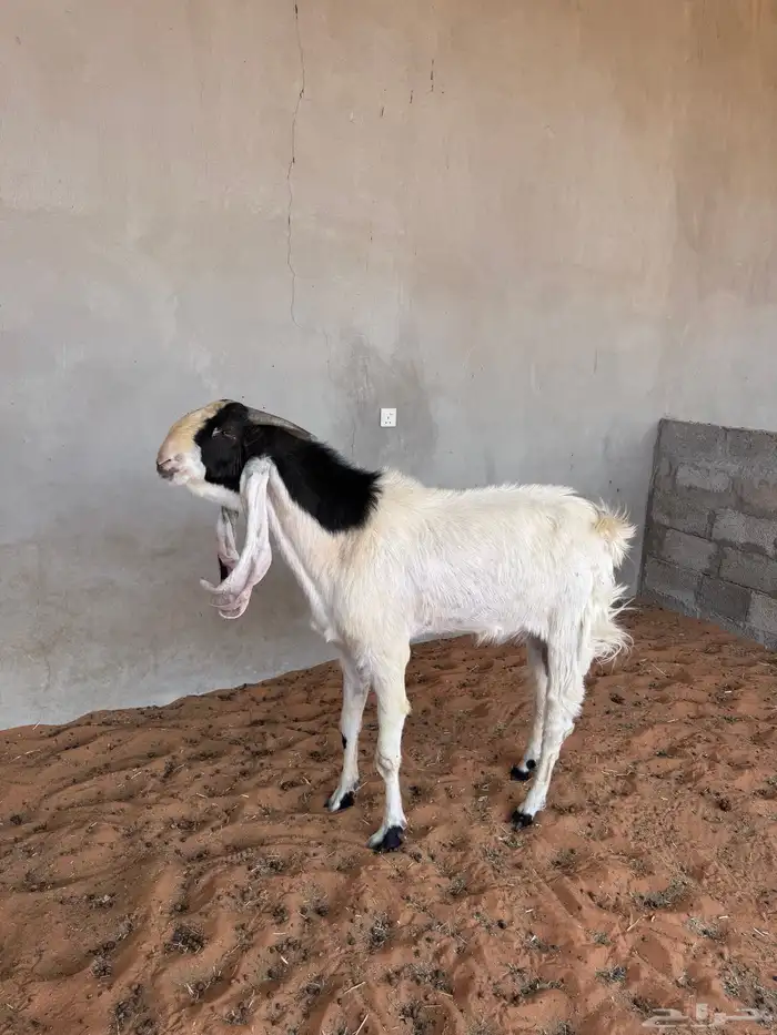 فحل هولندي 4