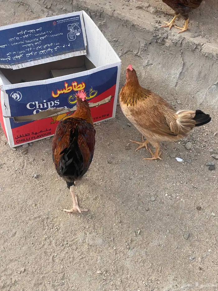 دجاج بلدي ترثه 6