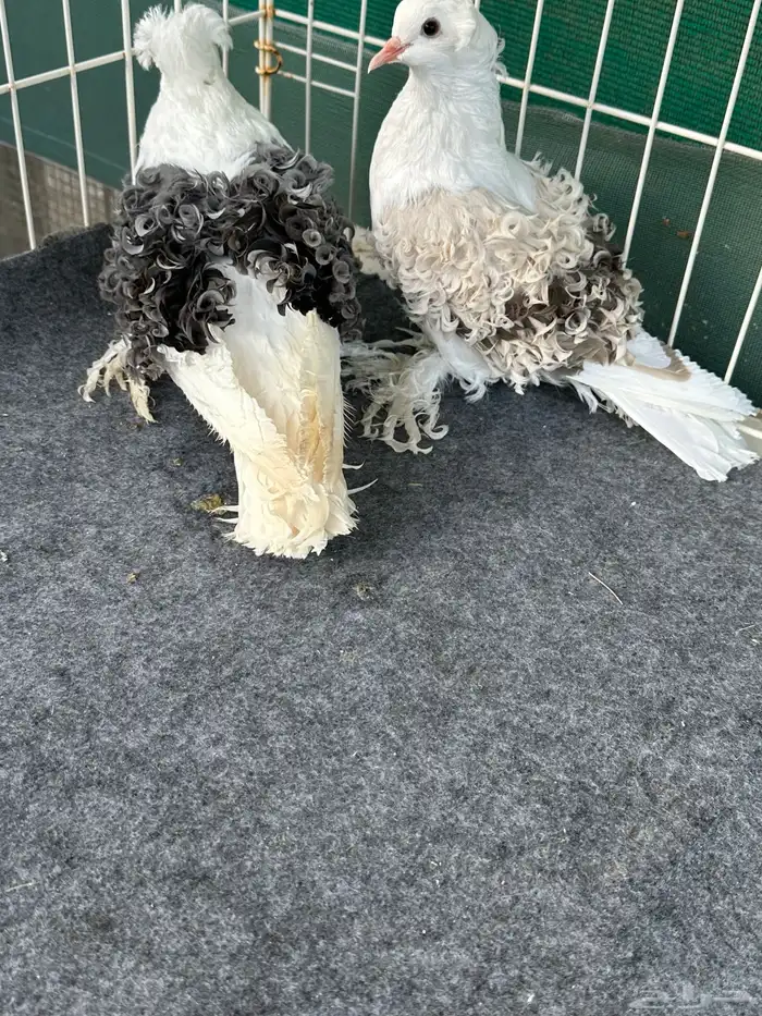 حمام مفتل فرل باك 2