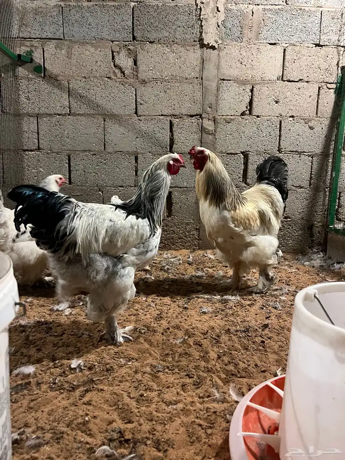 رياض الخبراء 0