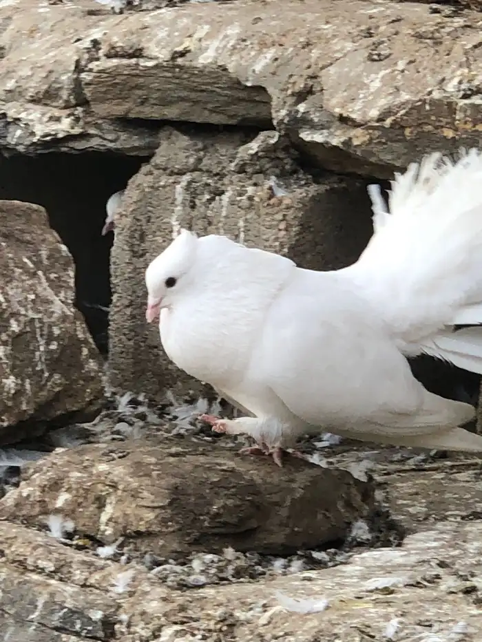 اجواز حمام رقاص 3