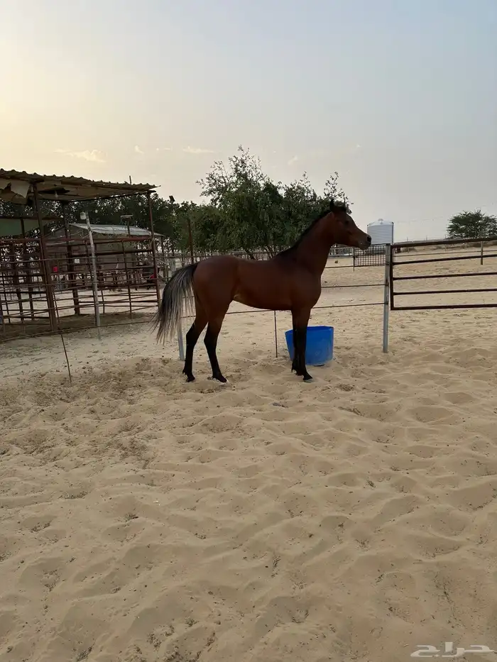 حصان عربي اصيل 0