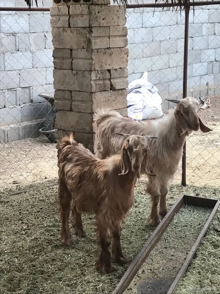 تيسين للبيع تيماء 1