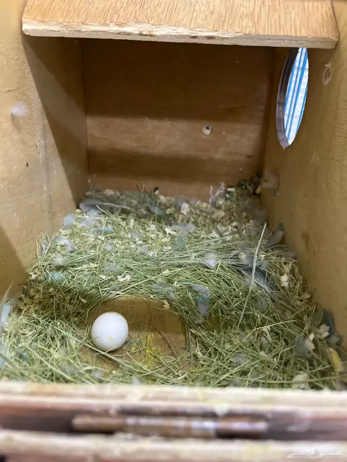 جوز روز منتج(انباع) 1