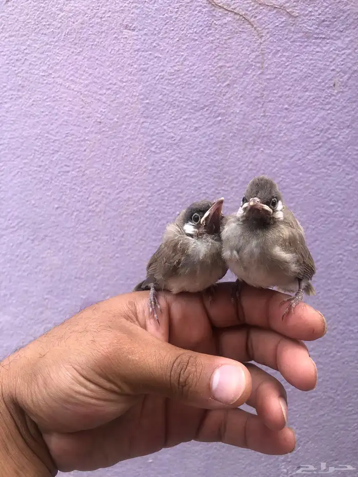 بلابل حساويه 1