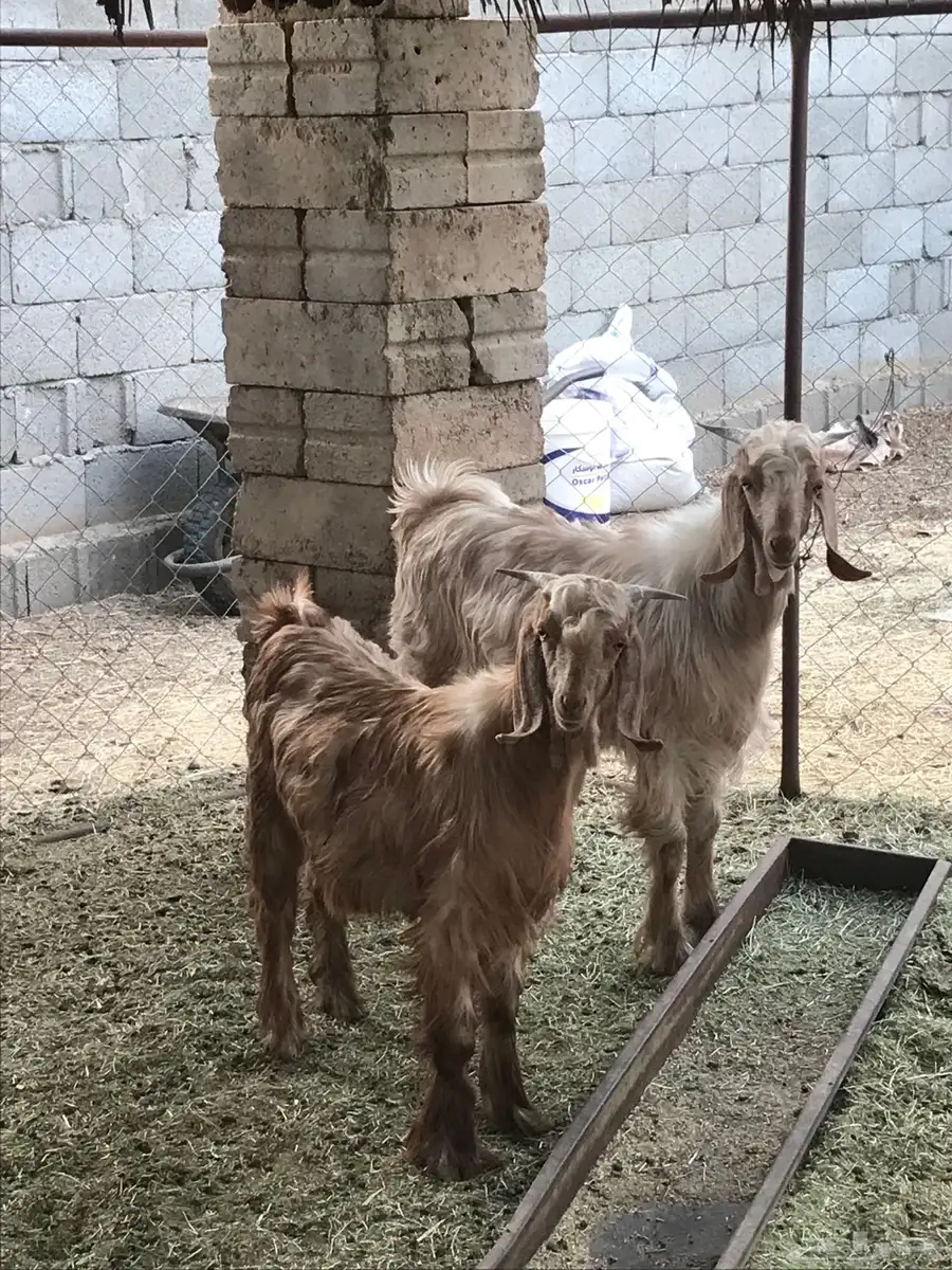 تيسين للبيع تيماء 0