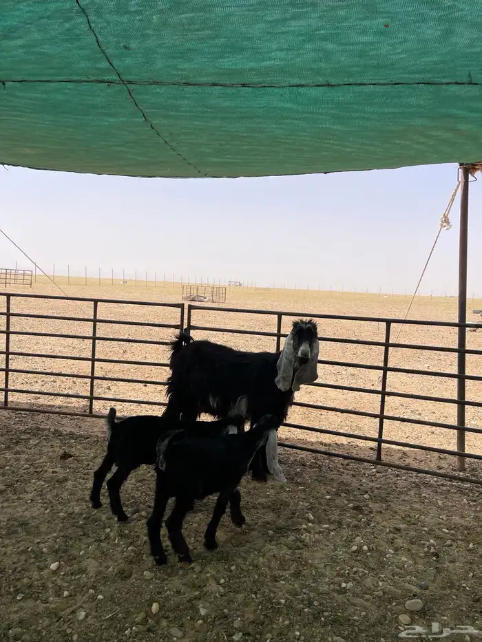 معزا متاومه 4