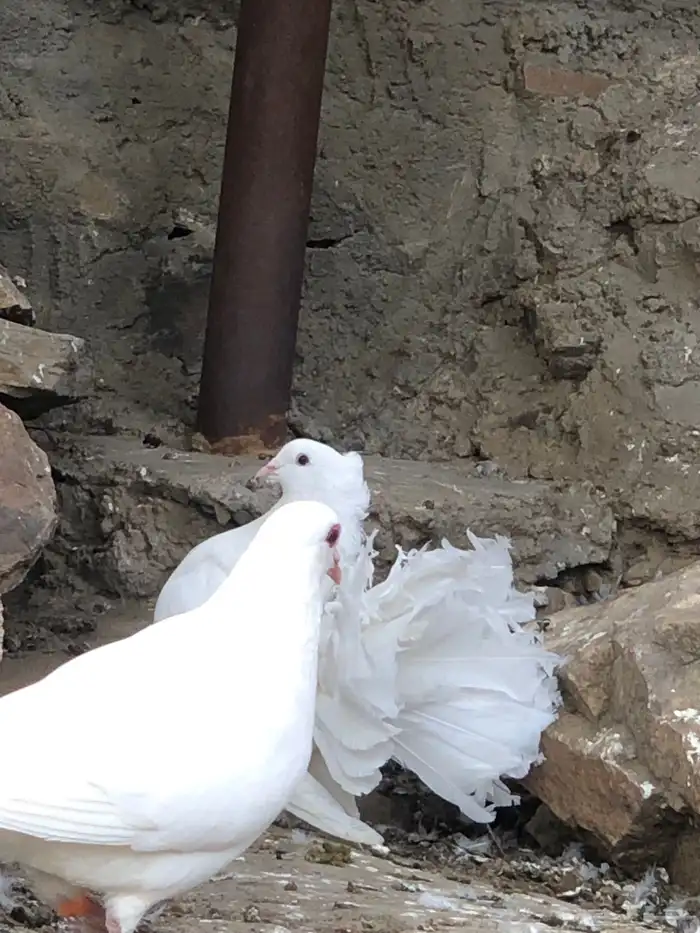 اجواز حمام رقاص 0